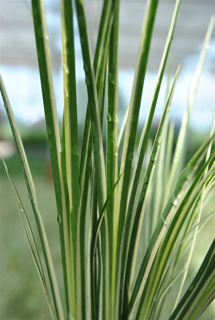 Acorus gramineus 'Variegatus', Kalmus, gr&uuml;n-wei&szlig;, ca. 9x9 cm Topf - Bild 1