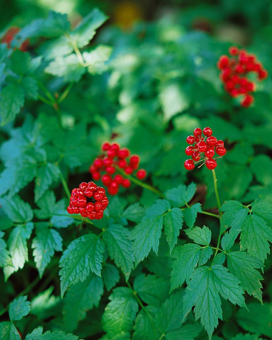 Actaea rubra, Rote Christophskraut, ca. 11x11 cm Topf - Bild 1