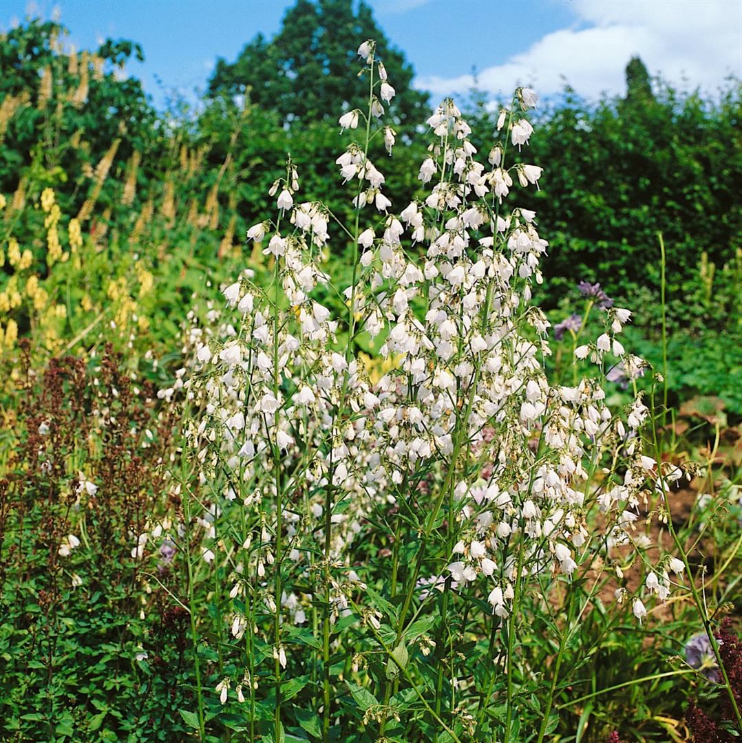 Adenophora liliifolia, Glockenblume, ca. 9x9 cm Topf - Bild 1