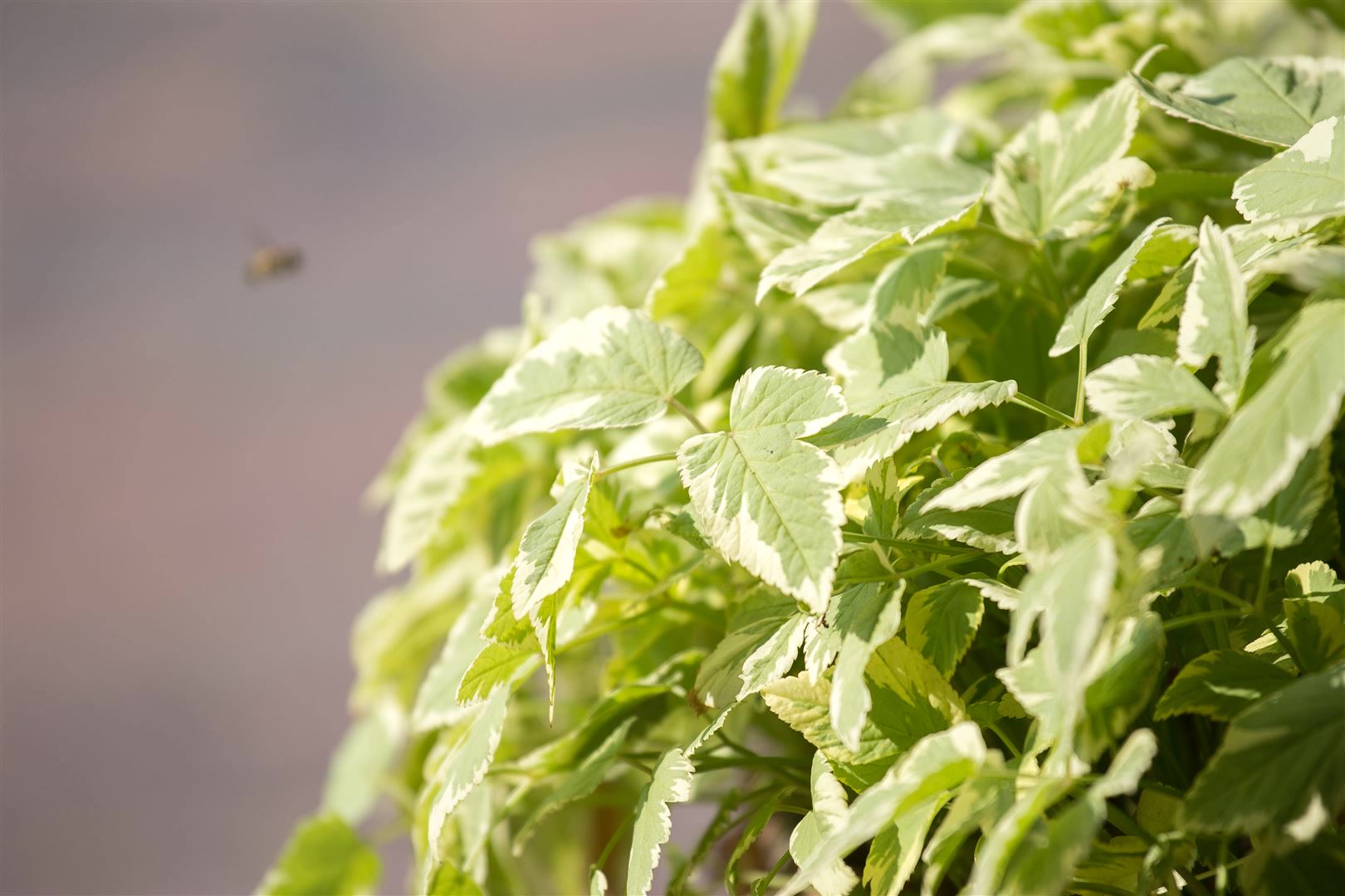 Aegopodium podagraria 'Variegata', Buntlaubiger Giersch, ca. 9x9 cm Topf - Bild 1