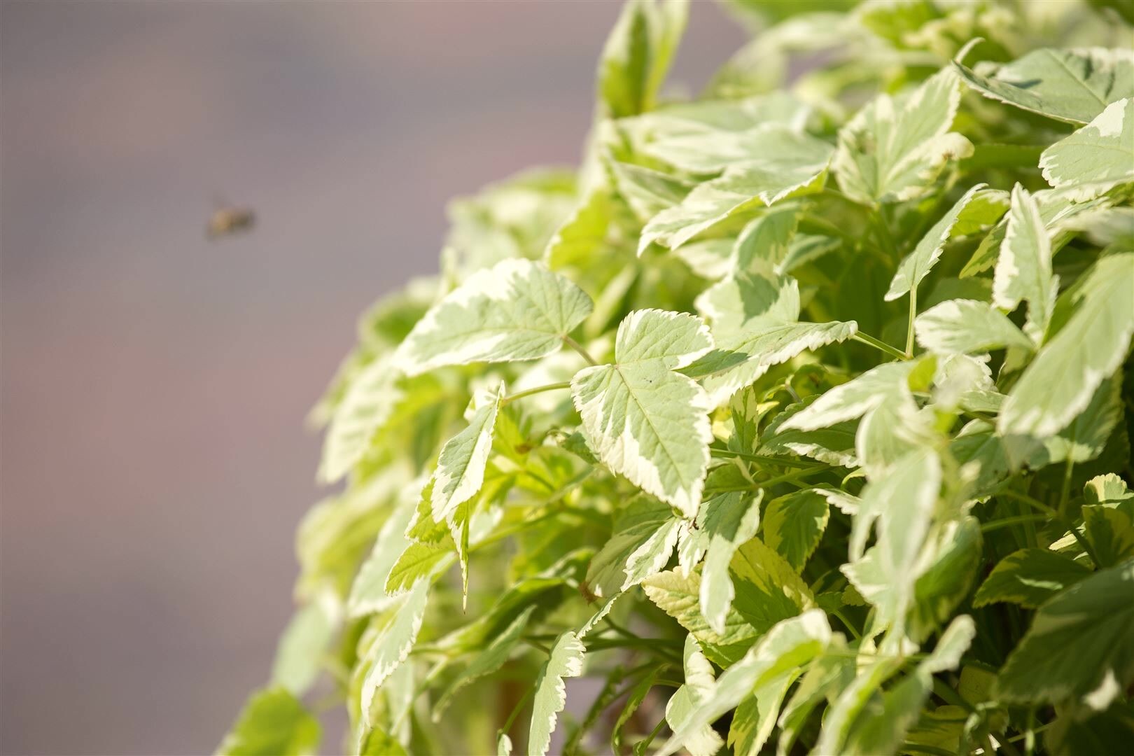 Aegopodium podagraria ‚Variegata‘, Buntlaubiger Giersch, ca. 9×9 cm Topf | 04063654285663