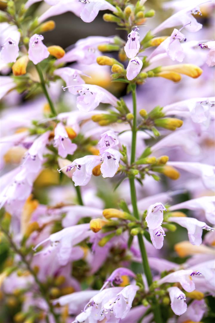 Agastache aurantiaca, Duftnessel, orange, ca. 11x11 cm Topf - Bild 1