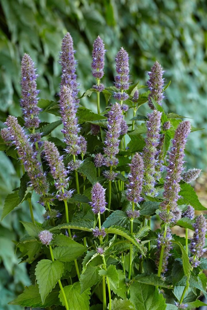 Agastache foeniculum ‚Purple Haze‘, Duftnessel, violett, ca. 11×11 cm Topf | 04063654285687