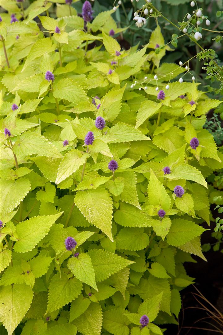 Agastache rugosa 'Golden Jubilee', Anisysop, goldgelb, ca. 9x9 cm Topf - Bild 1
