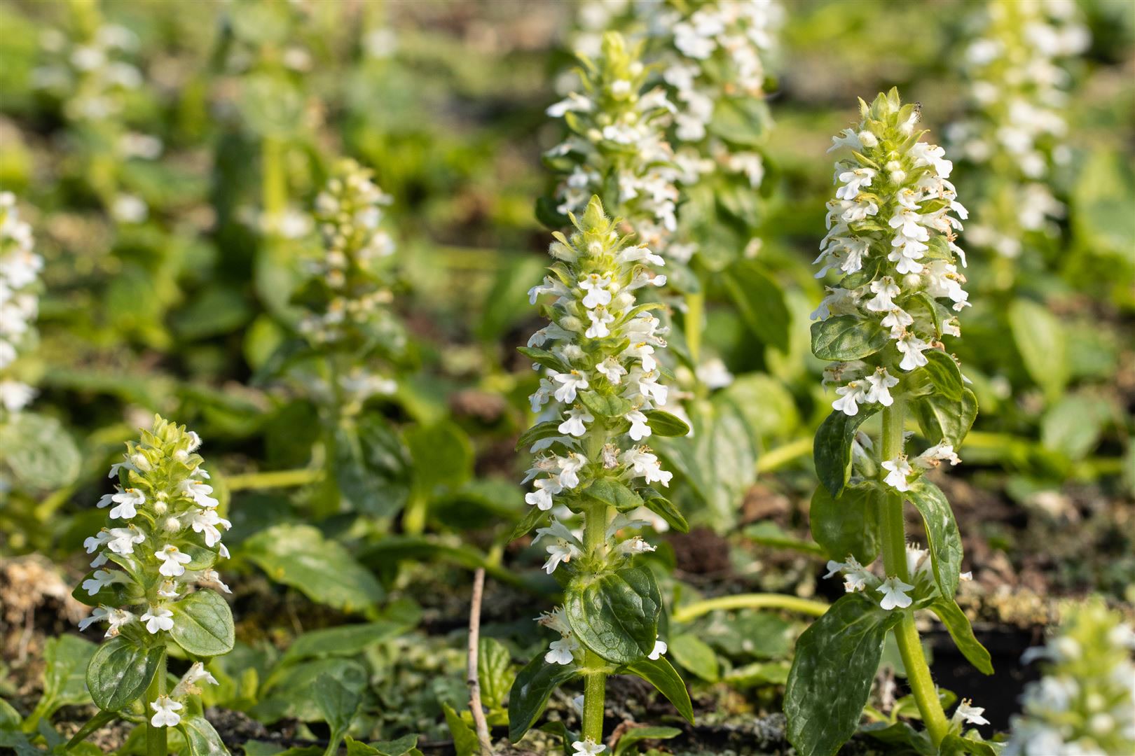 Ajuga reptans 'Alba', G&uuml;nsel, wei&szlig;bl&uuml;hend, ca. 9x9 cm Topf - Bild 1