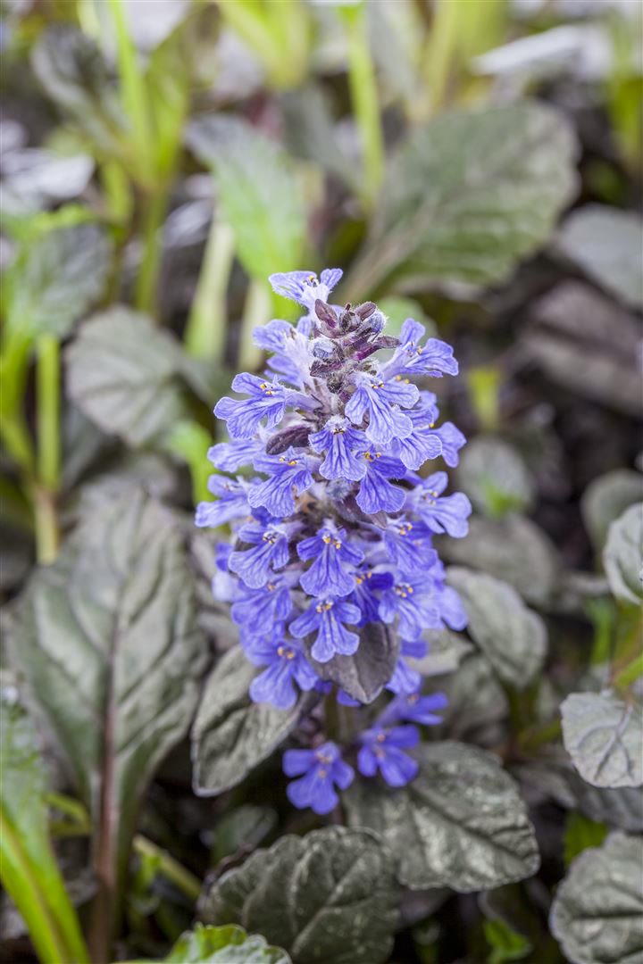 Ajuga reptans 'Braunherz', G&uuml;nsel, bronzefarben, ca. 9x9 cm Topf - Bild 1
