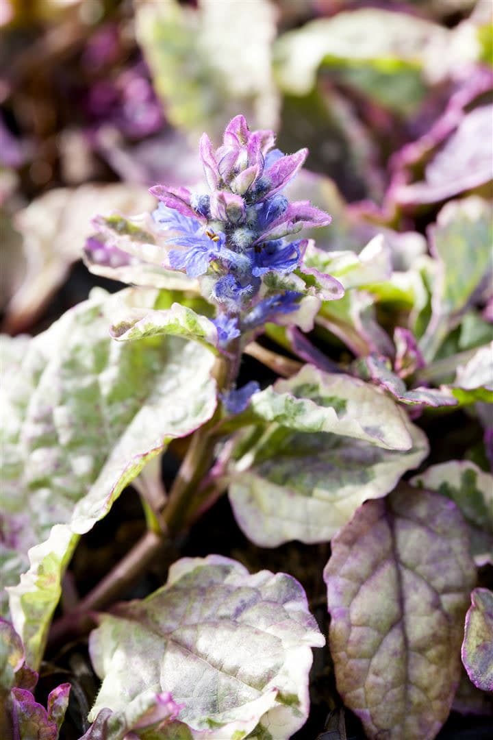 Ajuga reptans 'Burgundy Glow', G&uuml;nsel, buntes Laub, ca. 9x9 cm Topf - Bild 1