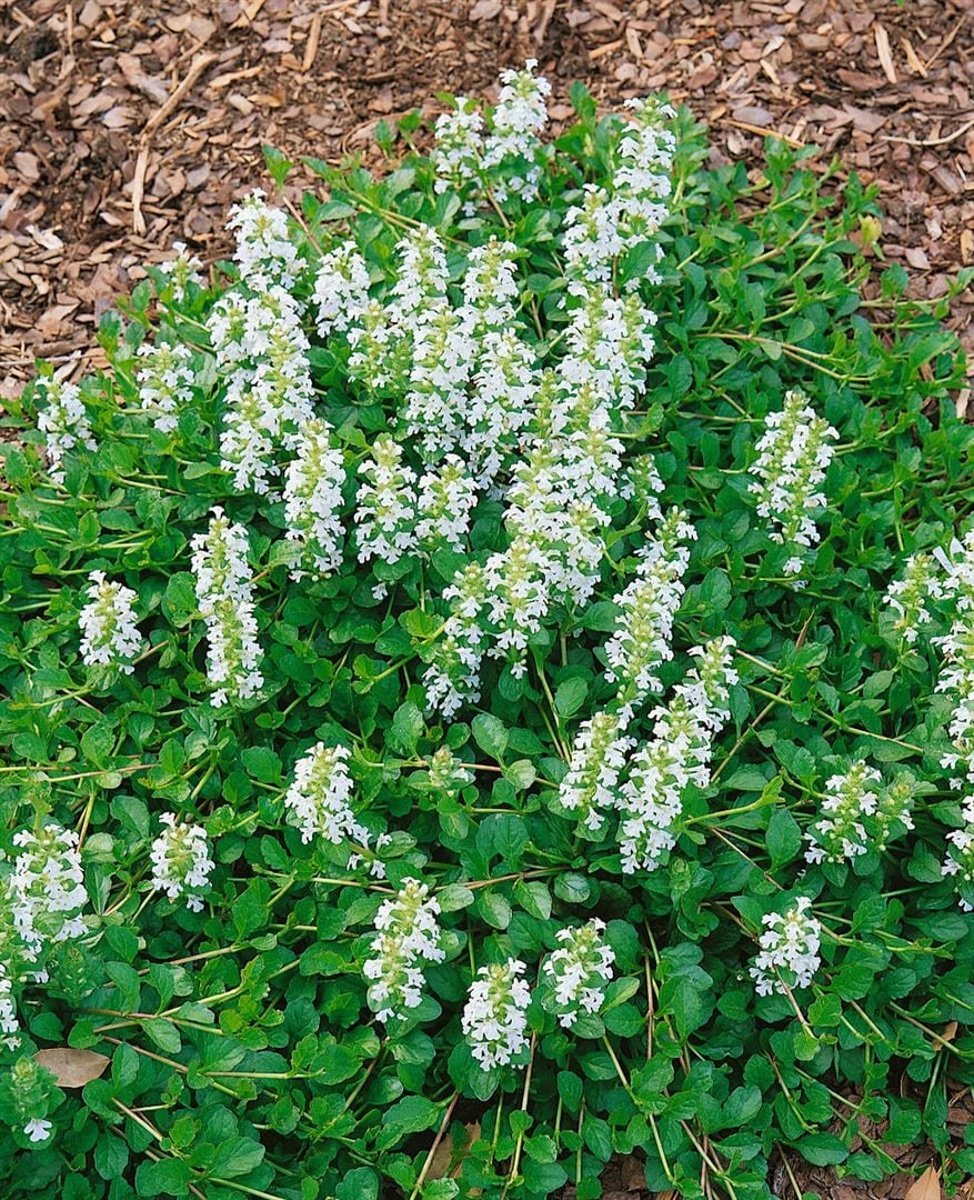 Ajuga reptans 'Sanne', G&uuml;nsel, blauviolett, ca. 9x9 cm Topf - Bild 1