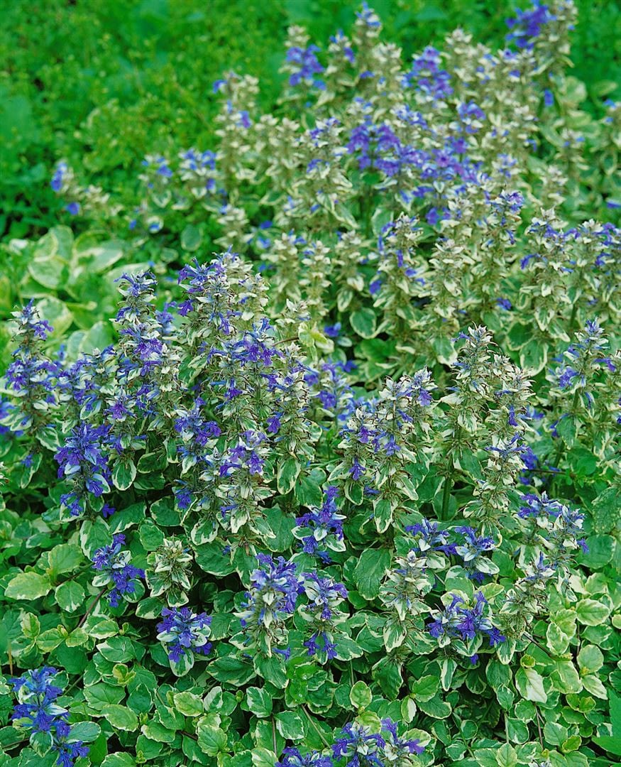 Ajuga reptans 'Variegata', G&uuml;nsel, buntlaubig, ca. 9x9 cm Topf - Bild 1
