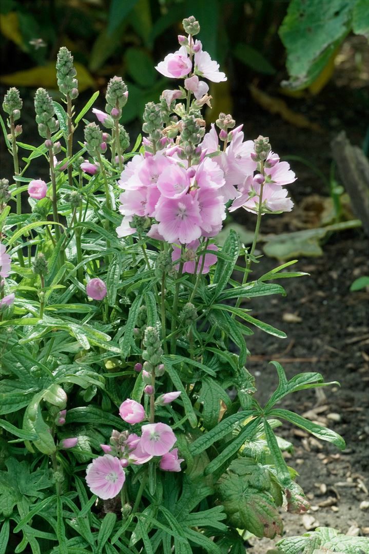 Alcalthaea suffrutescens 'Parkfrieden', Malvenrose, rosa, ca. 11x11 cm Topf - Bild 1