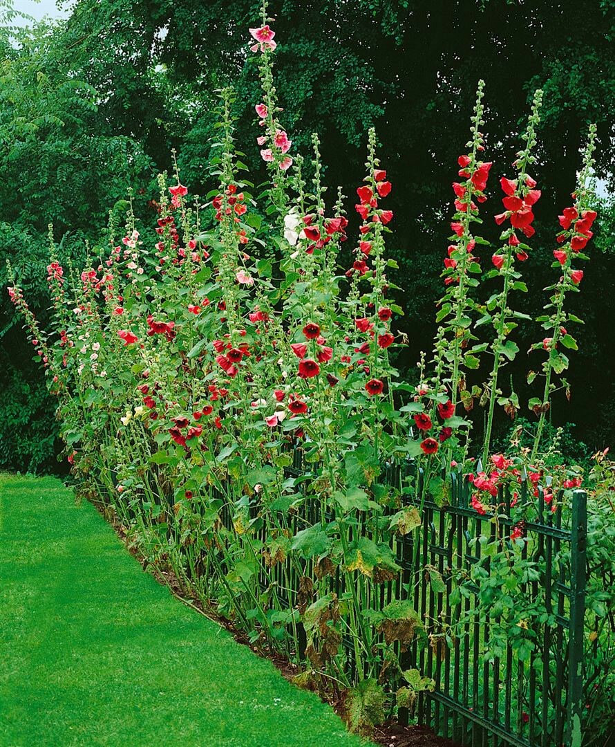 Alcea ficifolia, Feigenbl&auml;ttrige Stockrose, ca. 9x9 cm Topf - Bild 1
