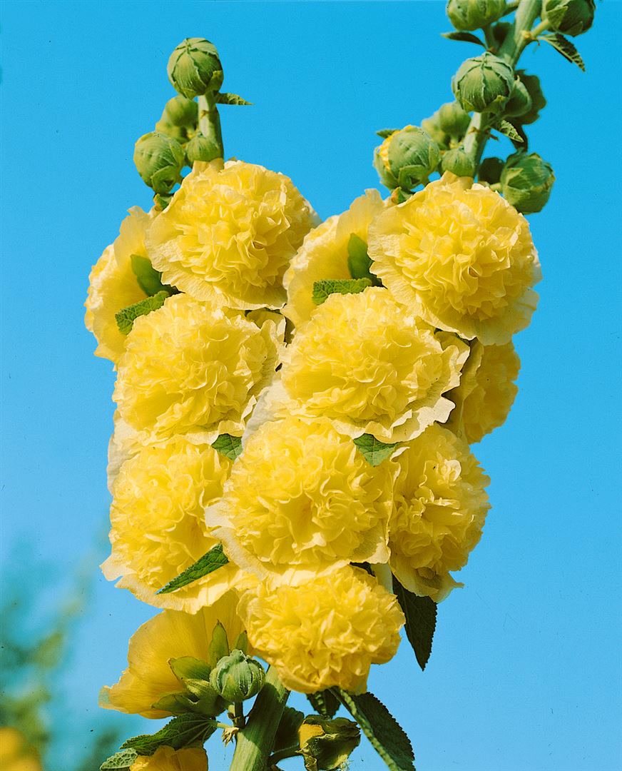 Alcea rosea 'Pleniflora Chaters', Stockrose, gelb, ca. 9x9 cm Topf - Bild 1