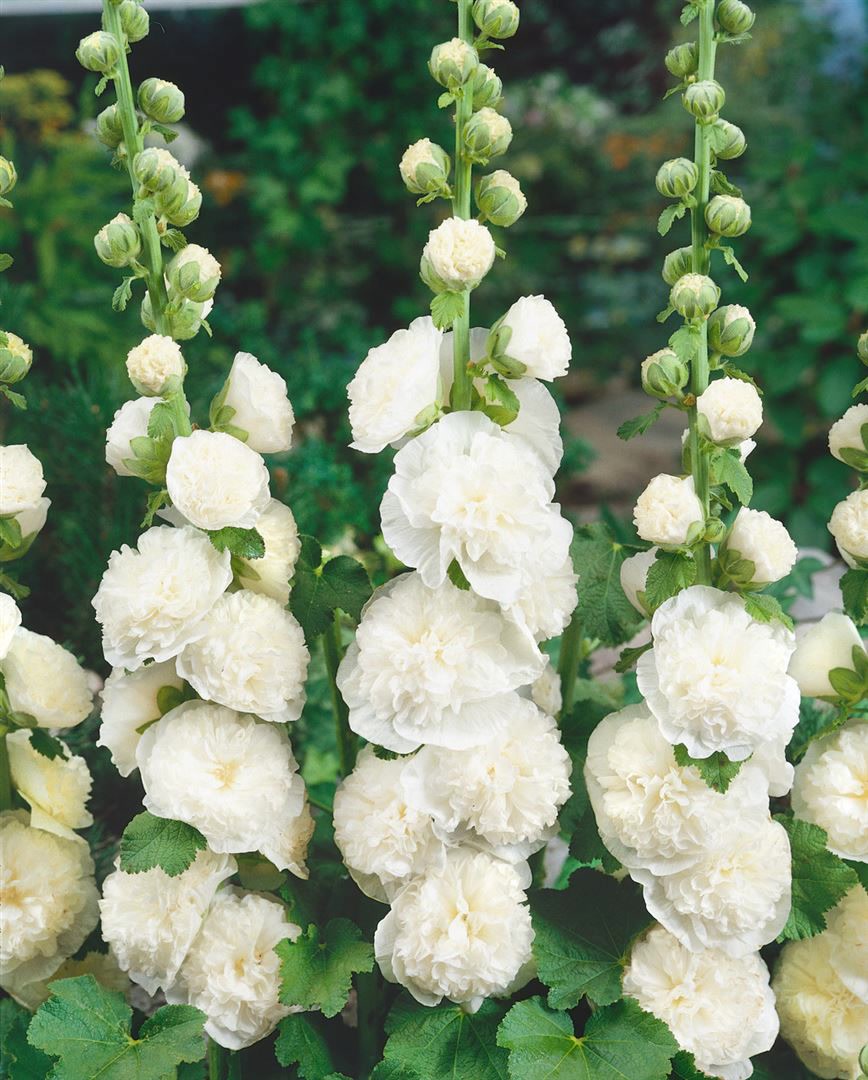 Alcea rosea 'Pleniflora Chaters', Stockrose, wei&szlig;, ca. 9x9 cm Topf - Bild 1