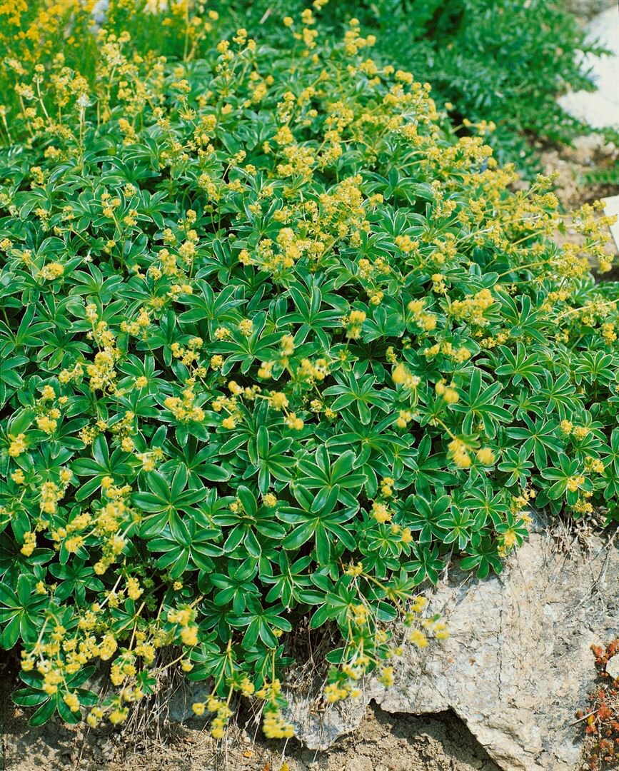 Alchemilla alpina, Alpen-Frauenmantel, ca. 9x9 cm Topf - Bild 1