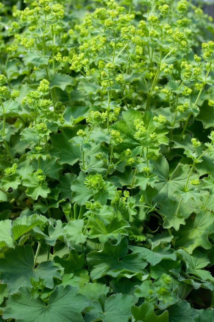 Alchemilla epipsila, Frauenmantel, ca. 9x9 cm Topf - Bild 1