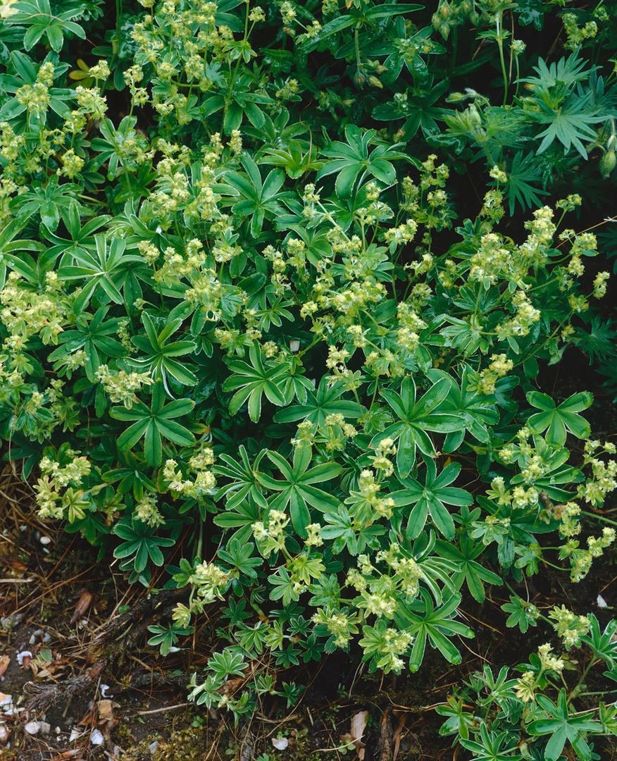 Alchemilla saxatilis, Stein-Frauenmantel, ca. 9x9 cm Topf - Bild 1