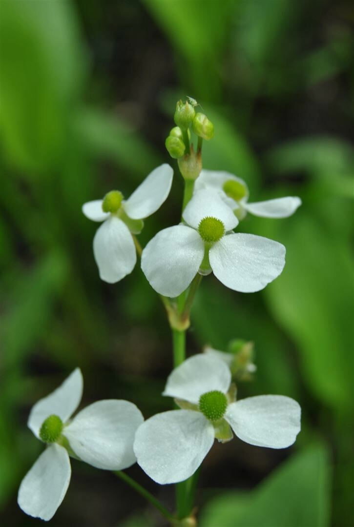 Alisma parviflorum, Zwerg-Froschlöffel, ca. 9×9 cm Topf | 04063654285908