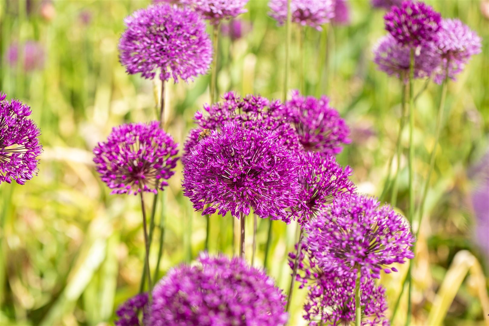 Allium aflatunense 'Purple Sensation', Zierlauch, violett, ca. 11x11 cm Topf - Bild 1