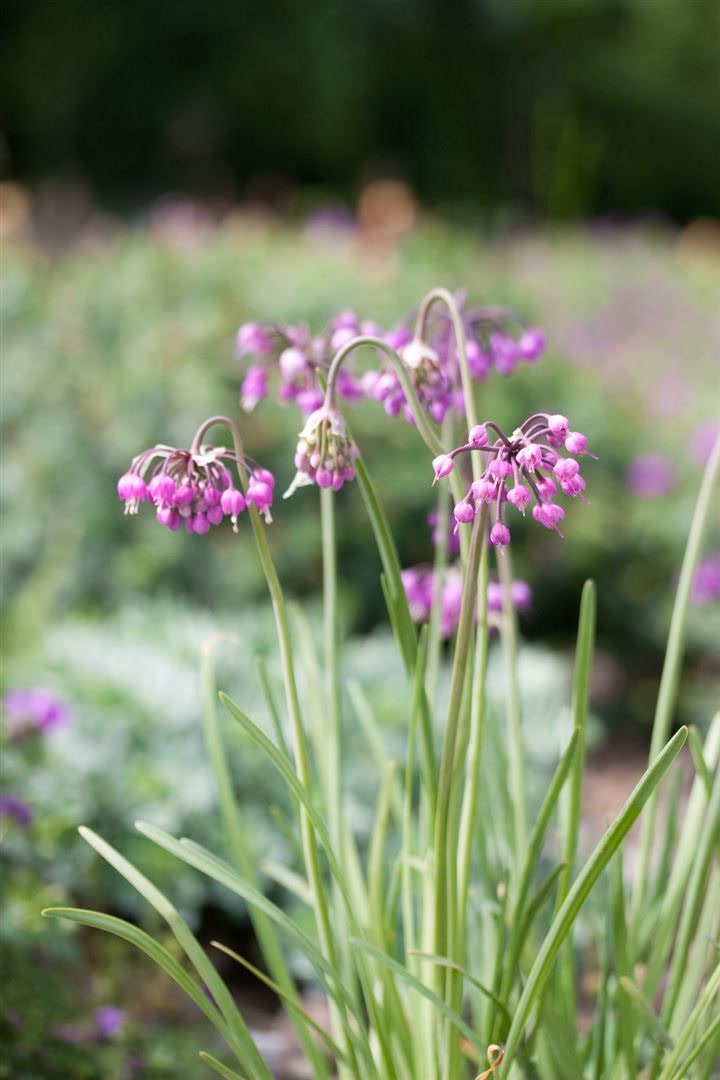 Allium cernuum 'Hidcote', nickender Lauch, rosa, ca. 9x9 cm Topf - Bild 1