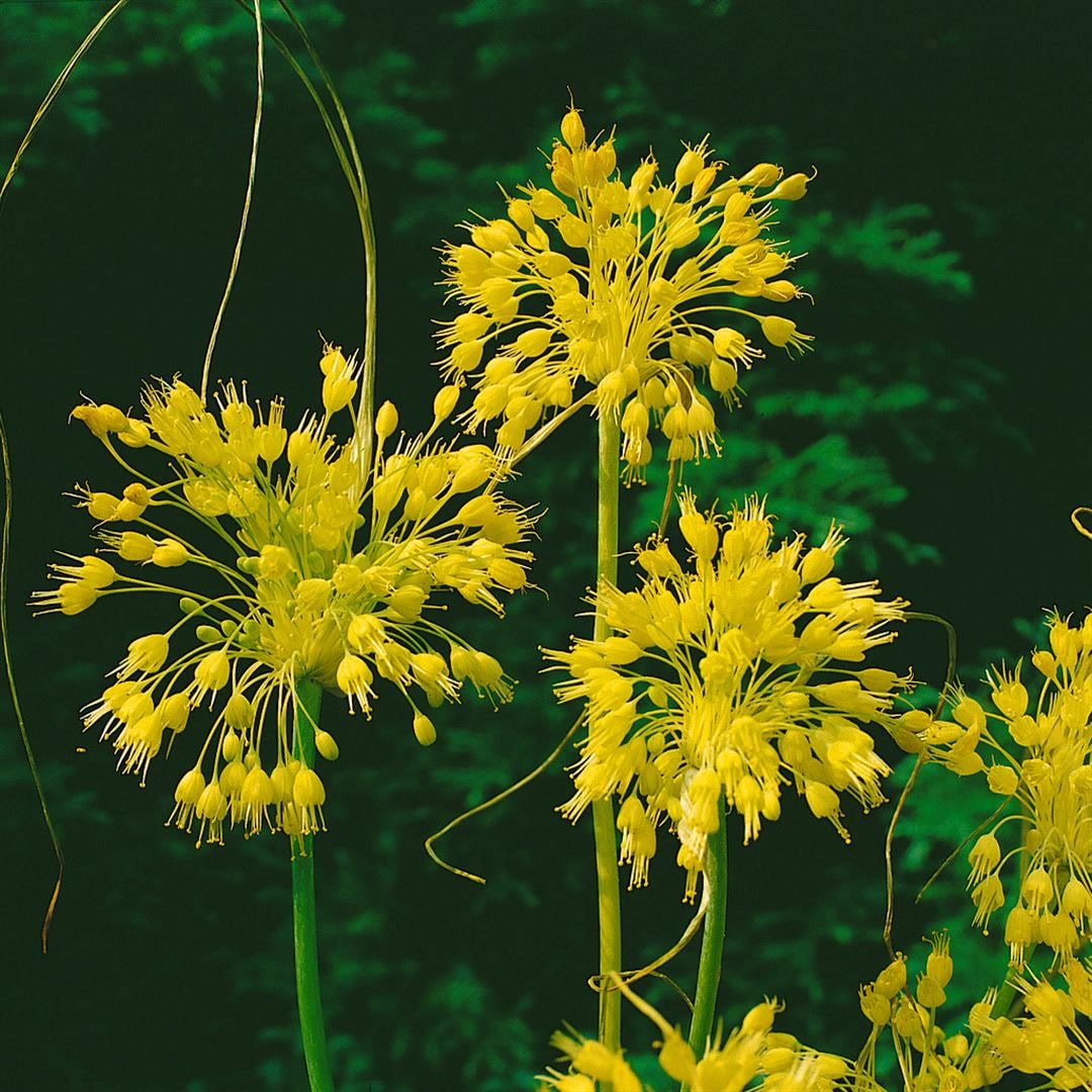 Allium flavum, Gelber Lauch, ca. 9x9 cm Topf - Bild 1
