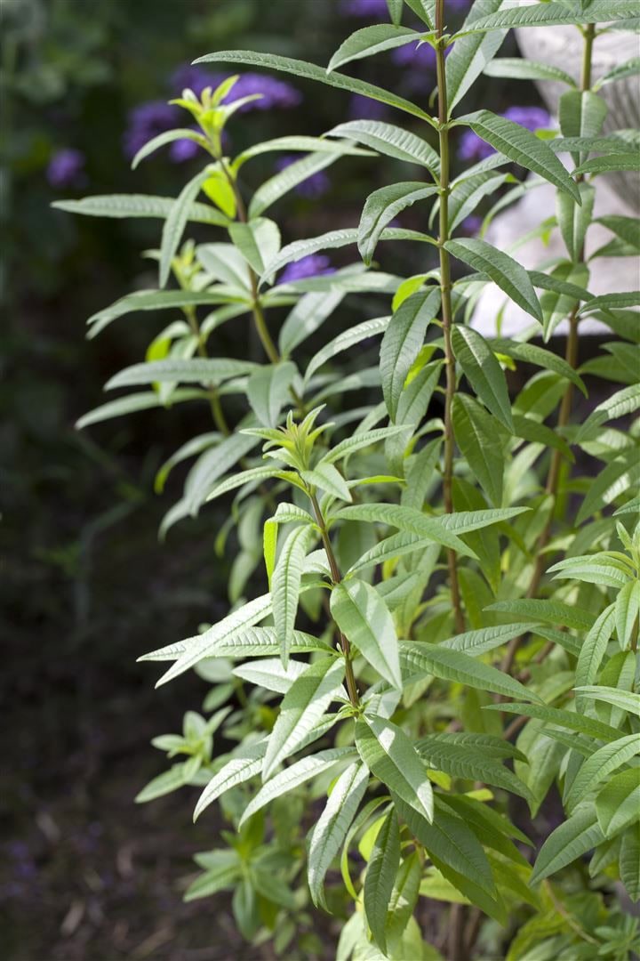 Aloysia triphylla, Zitronenverbene, aromatisch, ca. 9x9 cm Topf - Bild 1