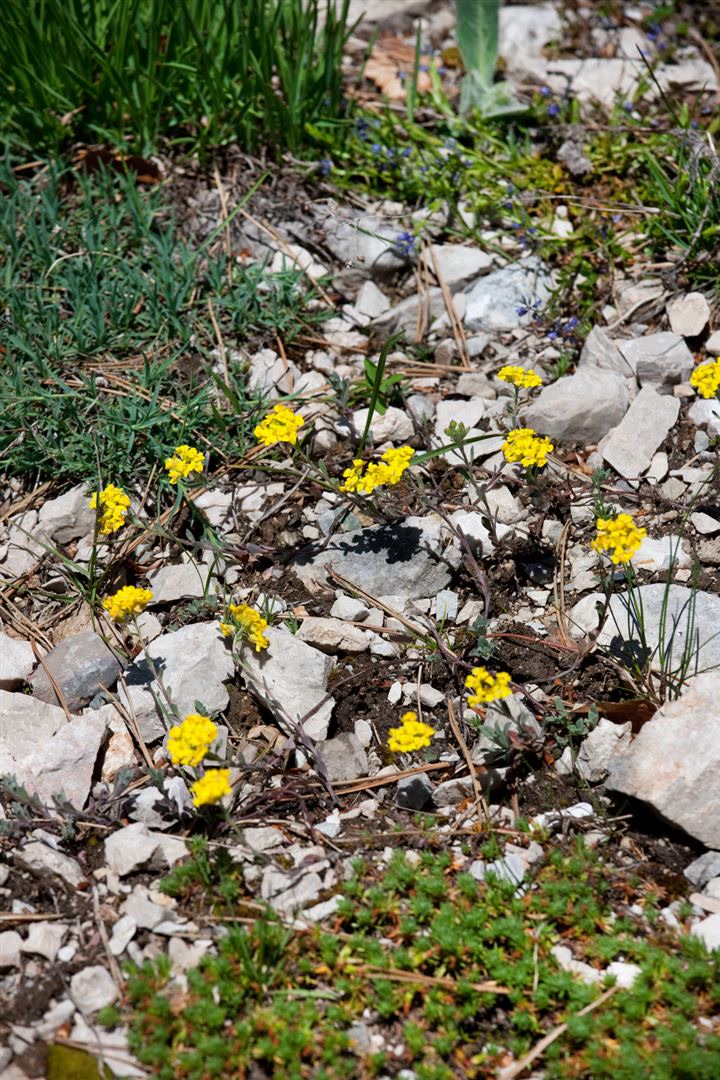 Alyssum wulfenianum, Steinkraut, gelb, ca. 9x9 cm Topf - Bild 1