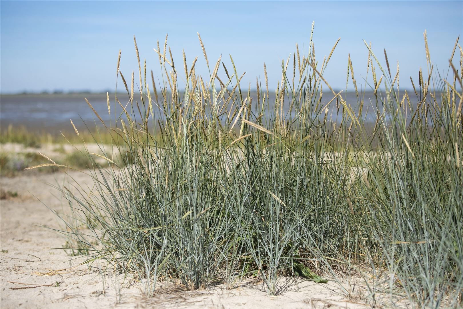 Ammophila breviligulata, Strandhafer, ca. 9×9 cm Topf | 04063654256052