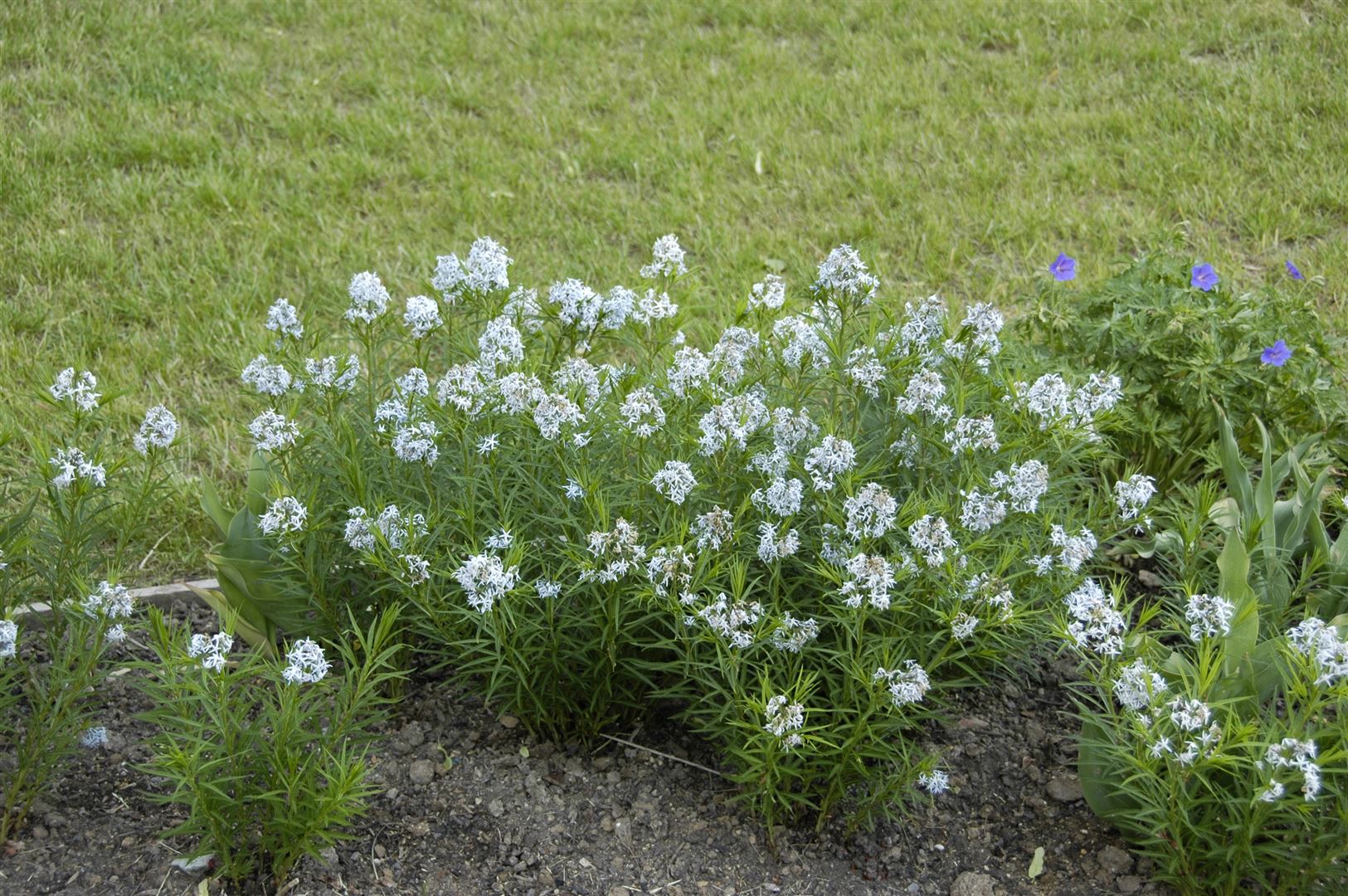 Amsonia hubrichtii, Blaustern, ca. 9x9 cm Topf, zartblau - Bild 1