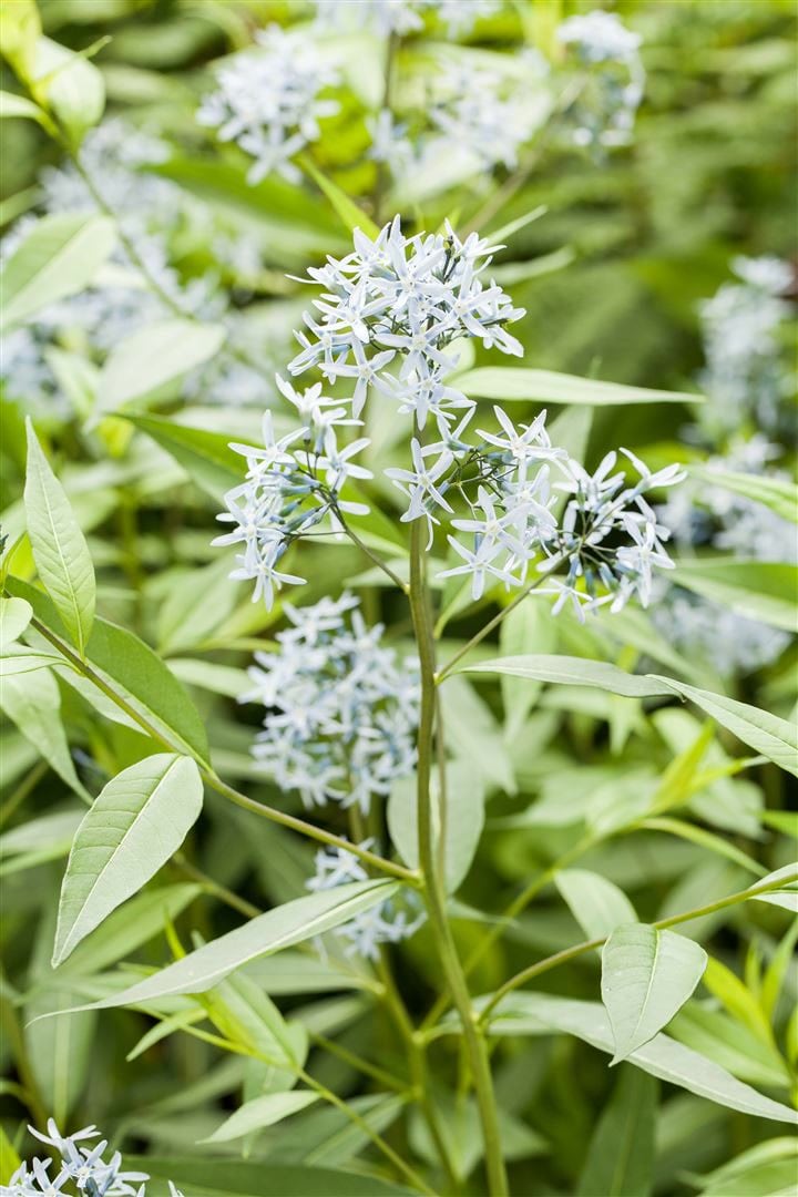 Amsonia tabernaemontana, Blaustern, ca. 9x9 cm Topf, blau bl&uuml;hend - Bild 1