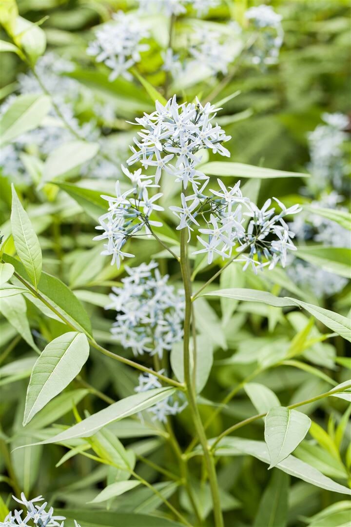 Amsonia tabernaemontana, Blaustern, ca. 9×9 cm Topf, blau blühend | 04063654286134