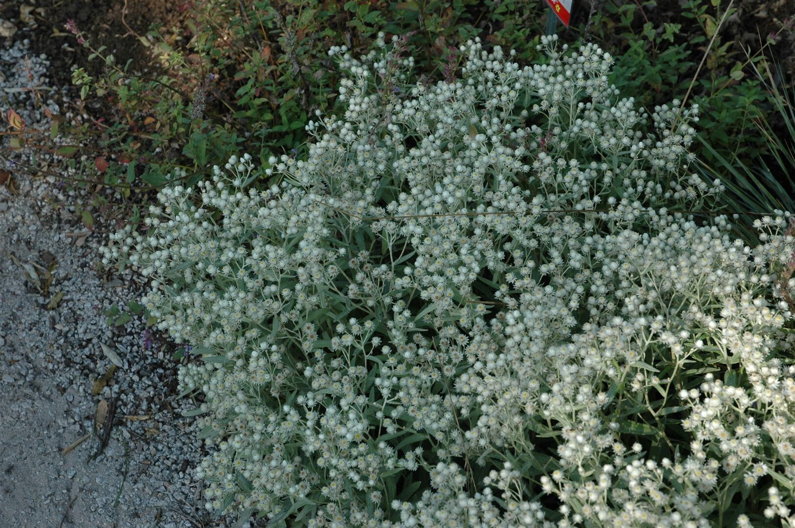 Anaphalis triplinervis ‚Sommerschnee‘, Perlkörbchen, weiß, ca. 9×9 cm Topf | 04063654286165