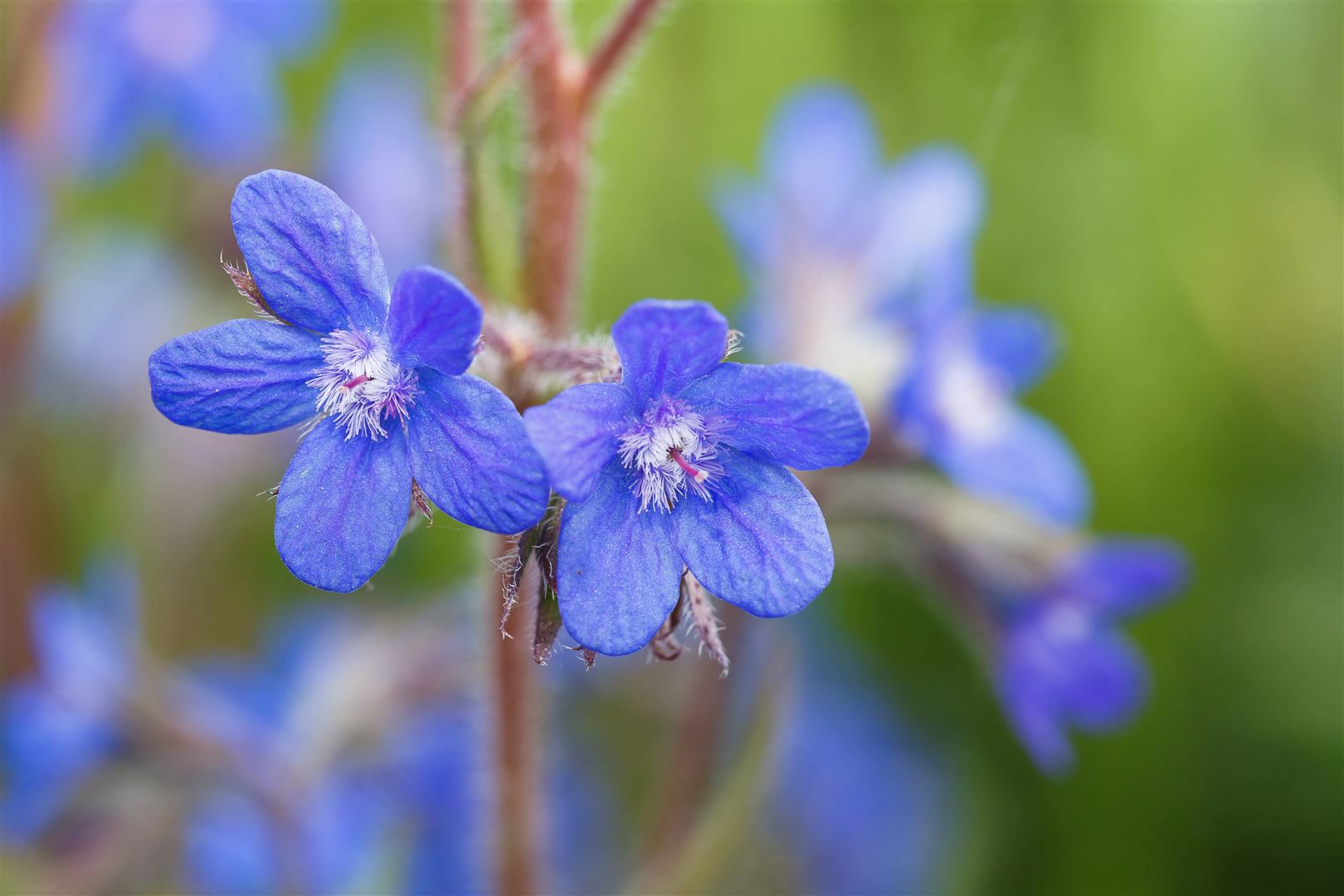 Anchusa azurea, Ochsenzunge, blau, ca. 11x11 cm Topf - Bild 1
