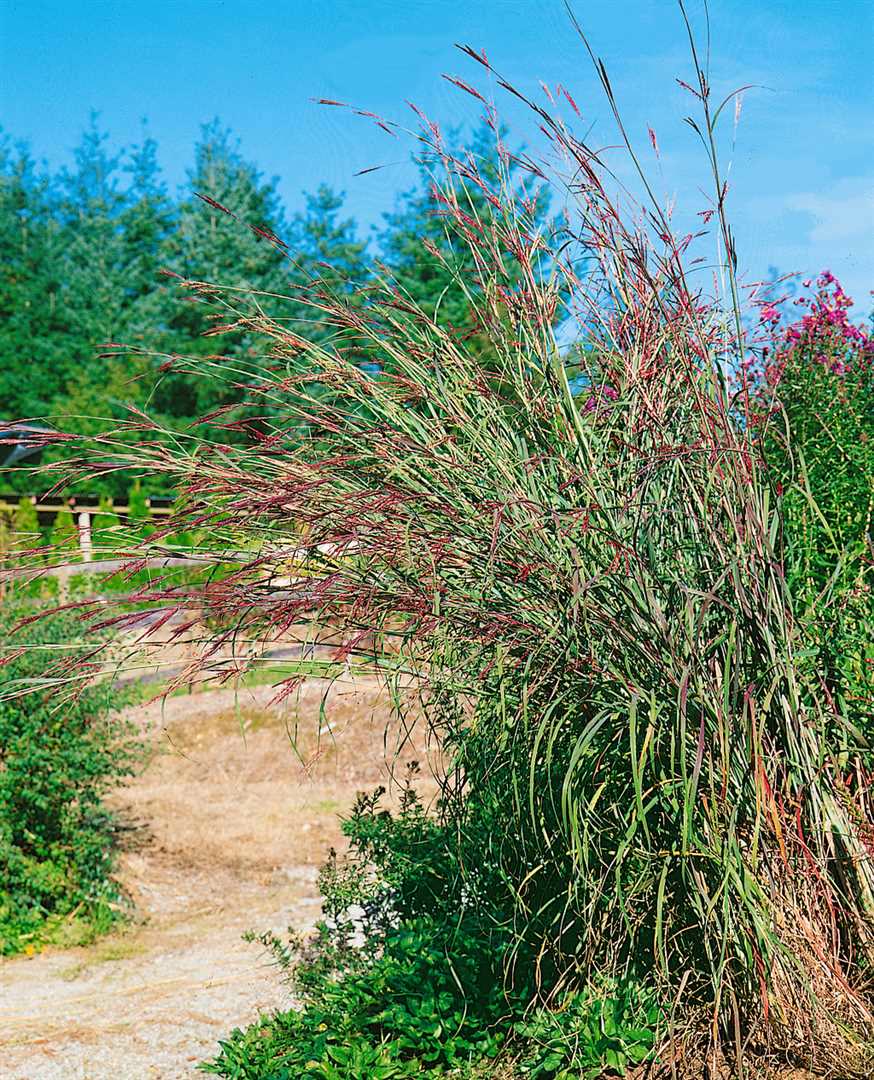 Andropogon gerardii 'Pr&auml;riesommer', Pr&auml;riegras, ca. 11x11 cm Topf - Bild 1