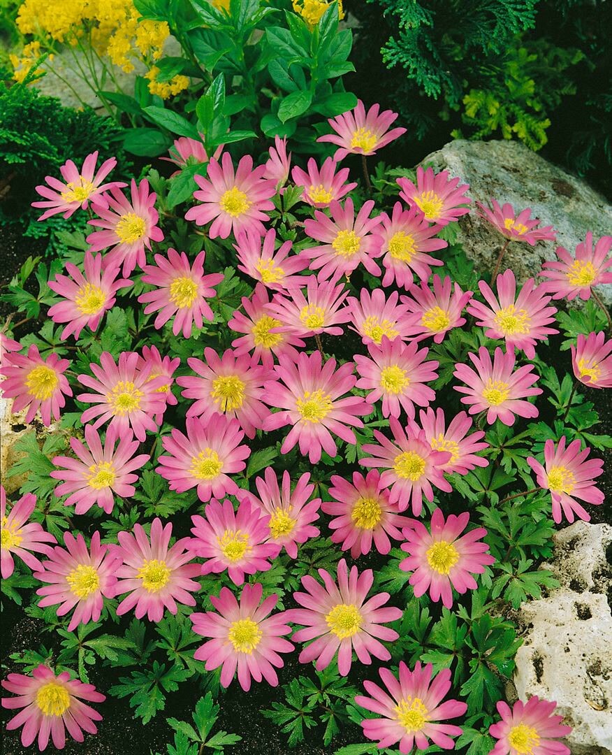 Anemone blanda 'Pink Star', Balkan-Windr&ouml;schen, rosa, ca. 9x9 cm Topf - Bild 1