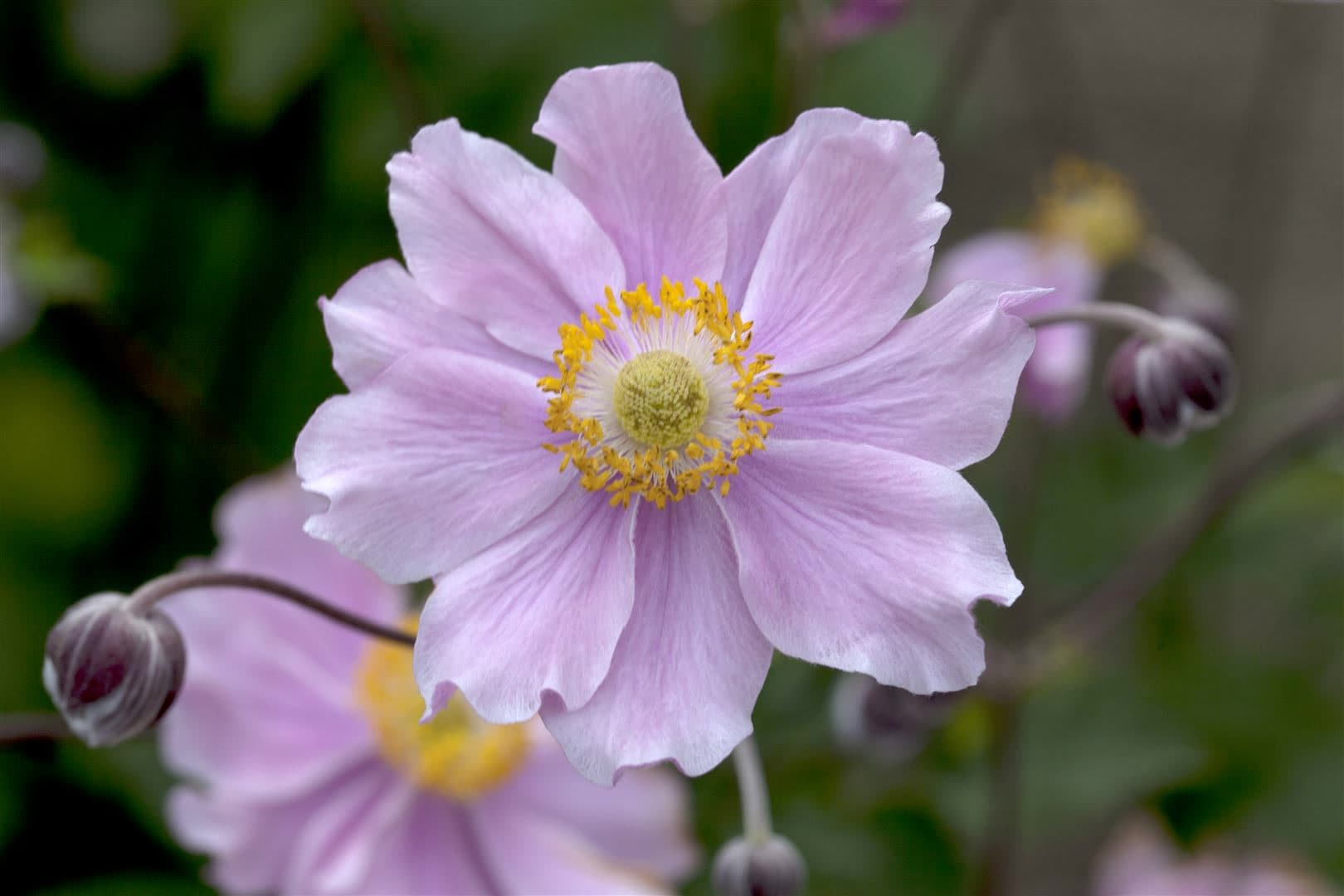 Anemone hupehensis 'September Charm', Herbst-Anemone, rosa, ca. 9x9 cm Topf - Bild 1