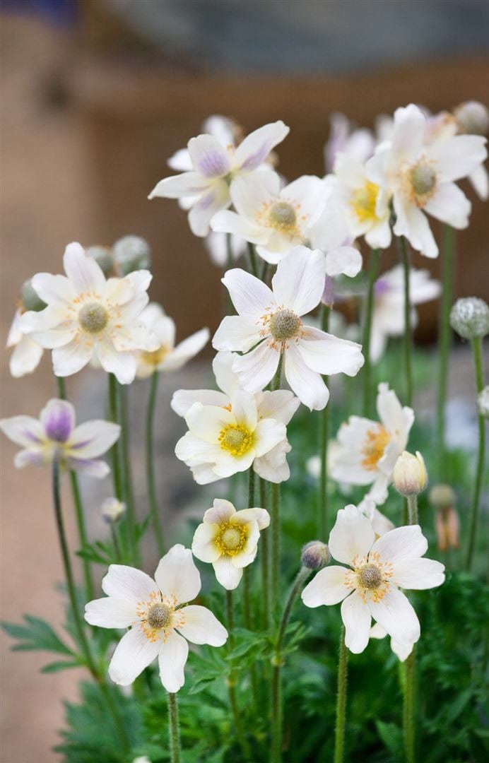 Anemone multifida 'Annabella White', wei&szlig;, ca. 9x9 cm Topf - Bild 1