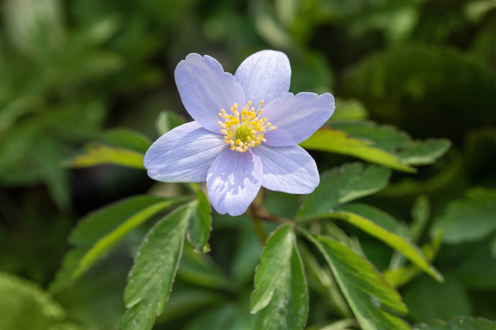 Anemone nemorosa ‚Robinsoniana‘, Buschwindröschen, lavendelblau, ca. 9×9 cm Topf | 04063654286356