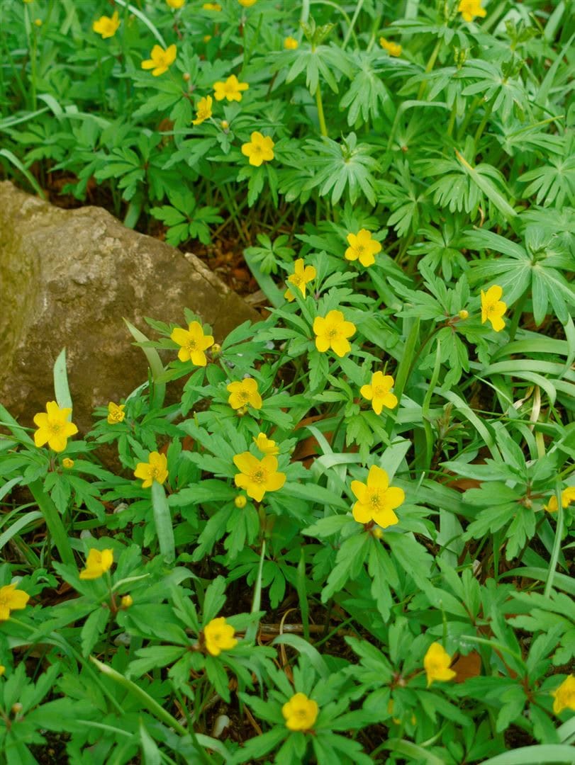 Anemone ranunculoides, Gelbes Windr&ouml;schen, ca. 9x9 cm Topf - Bild 1