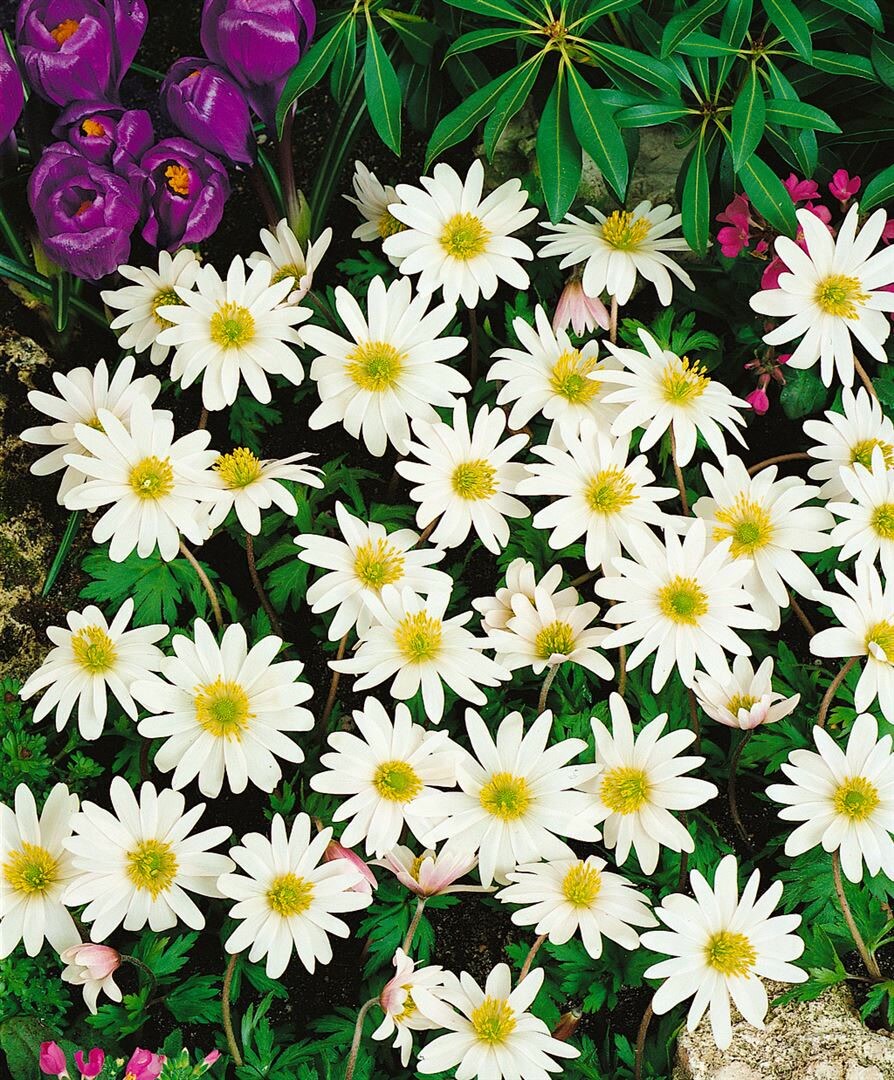 Anemone rivularis, Fluss-Anemone, wei&szlig;, ca. 9x9 cm Topf - Bild 1