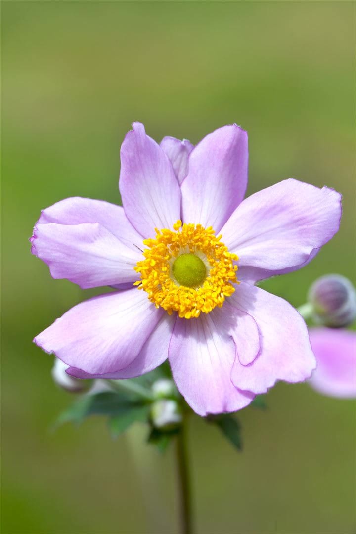 Anemone tomentosa 'Serenade', Herbst-Anemone, rosa, ca. 9x9 cm Topf - Bild 1