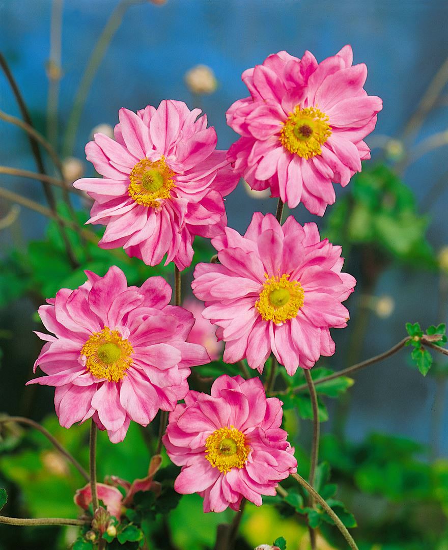 Anemone japonica 'Bressingham Glow', Herbstanemone, rosa, ca. 9x9 cm Topf - Bild 1