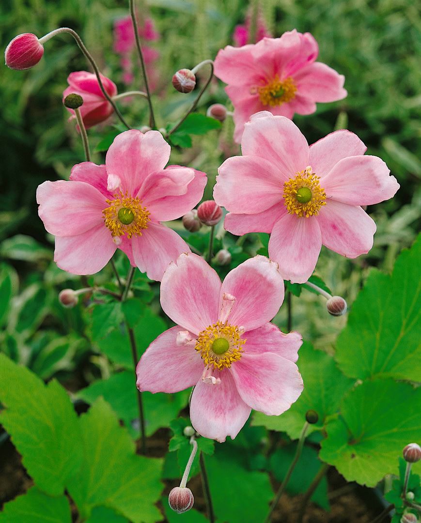 Anemone japonica 'K&ouml;nigin Charlotte', Herbstanemone, rosa, ca. 9x9 cm Topf - Bild 1