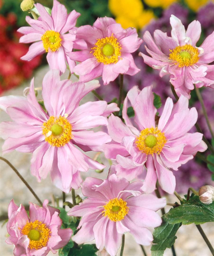 Anemone japonica 'Mont Rose', Herbst-Anemone, rosa, ca. 9x9 cm Topf - Bild 1
