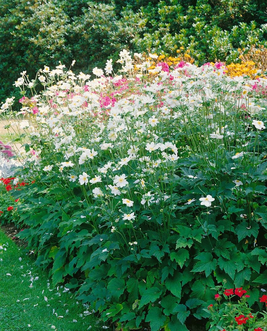 Anemone japonica 'Whirlwind', Herbst-Anemone, wei&szlig;, ca. 9x9 cm Topf - Bild 1