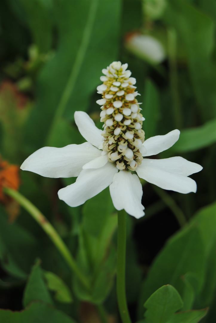 Anemopsis californica, Yerba Mansa, wei&szlig;, ca. 11x11 cm Topf - Bild 1