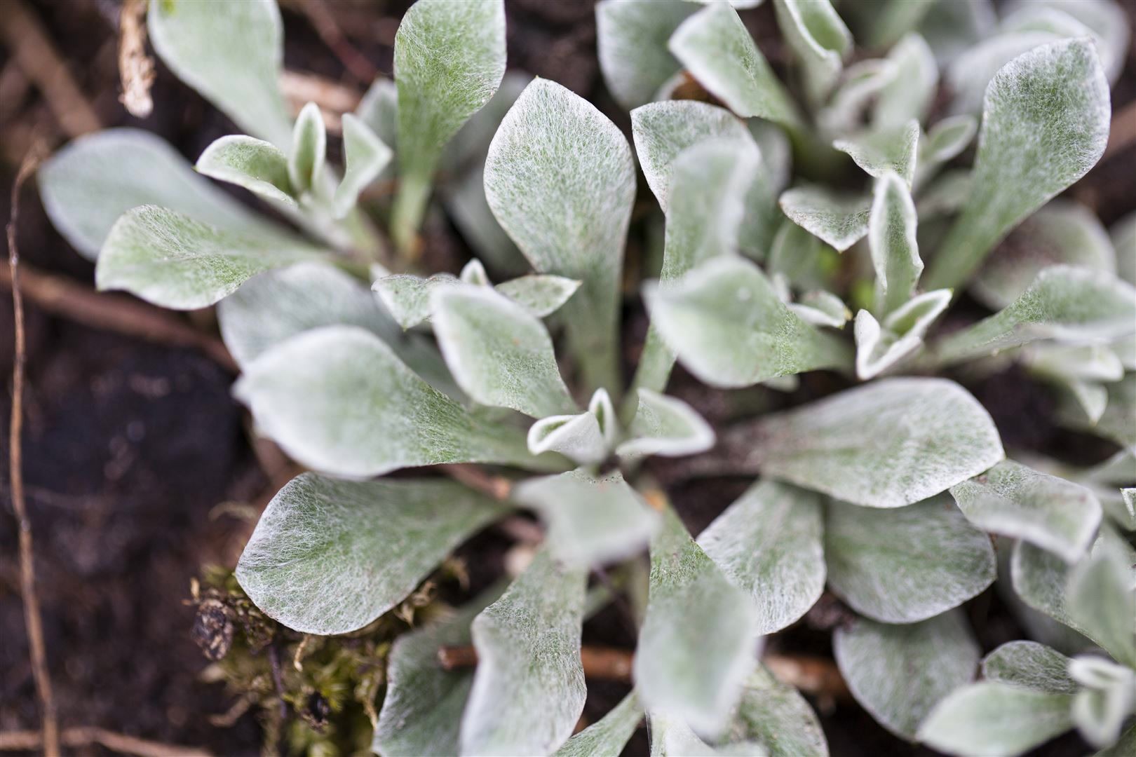 Antennaria dioica, Katzenpf&ouml;tchen, rosa Bl&uuml;ten, ca. 9x9 cm Topf - Bild 1
