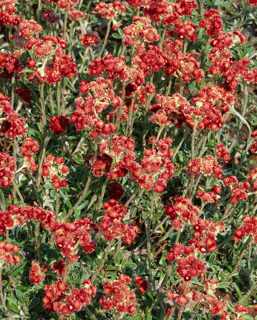 Antennaria dioica 'Rotes Wunder', Katzenpf&ouml;tchen, rot, ca. 9x9 cm Topf - Bild 1