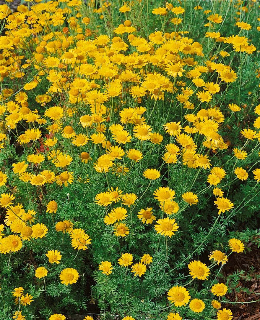 Anthemis tinctoria ‚Kelwayi‘, Färberkamille, gelb, ca. 9×9 cm Topf | 04063654286646