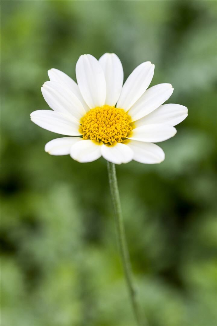 Anthemis tinctoria ‚Sauce Hollandaise‘, Färberkamille, cremeweiß, ca. 9×9 cm Topf | 04063654256236