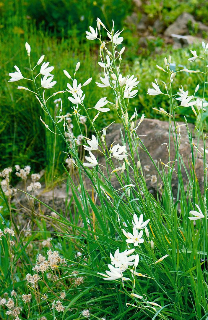 Anthericum liliago, Graslilie, wei&szlig;, ca. 9x9 cm Topf - Bild 1